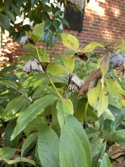 Helleborus orientalis