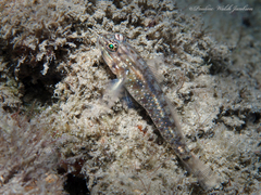 Coryphopterus dicrus