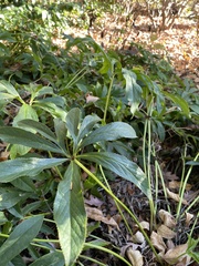 Helleborus orientalis