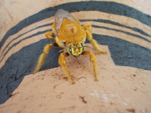 Valley Carpenter Bee