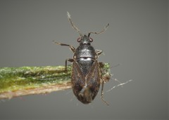 Stygnocoris