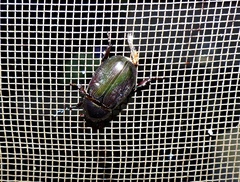 Euetheola