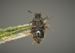 Stygnocoris