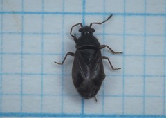 Stygnocoris
