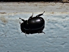 Euetheola
