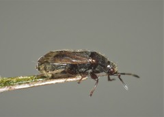 Stygnocoris