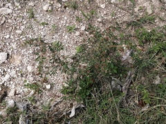Euphorbia hypericifolia