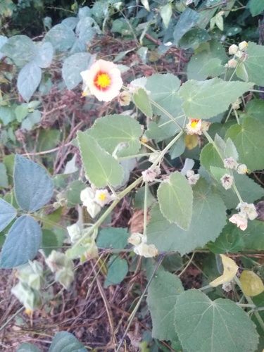 Sida cordifolia