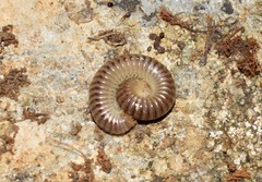 Symphyoiulus impartitus