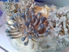 Pleurotus columbinus