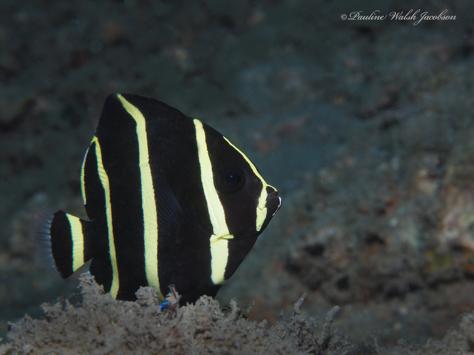 Photo of Gray angelfish (Pomacanthus arcuatus)