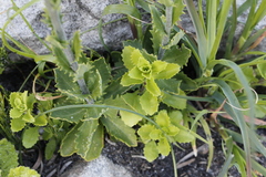 Osmitopsis dentata