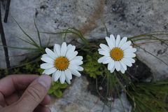 Osmitopsis dentata