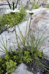 Osmitopsis dentata