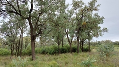 Eucalyptus melanophloia