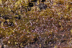 Utricularia grampiana