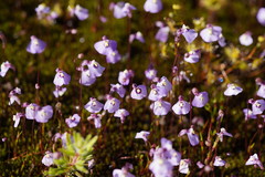 Utricularia grampiana