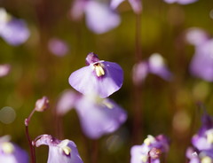 Utricularia grampiana