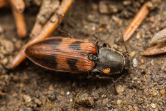 Stropenron nigricollis