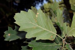 Quercus ithaburensis macrolepis