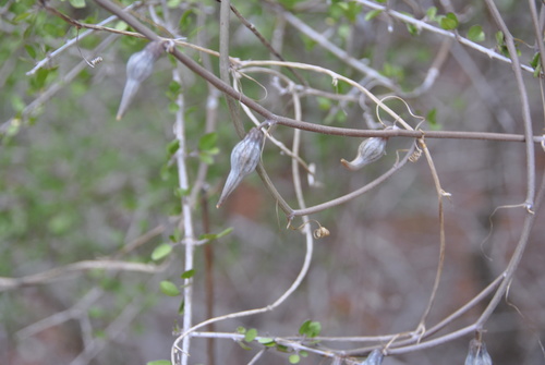 Seyrigia gracilis image