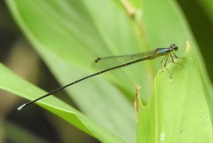 Minagrion mecistogastrum