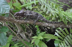 Furcifer verrucosus