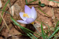 Crocus laevigatus