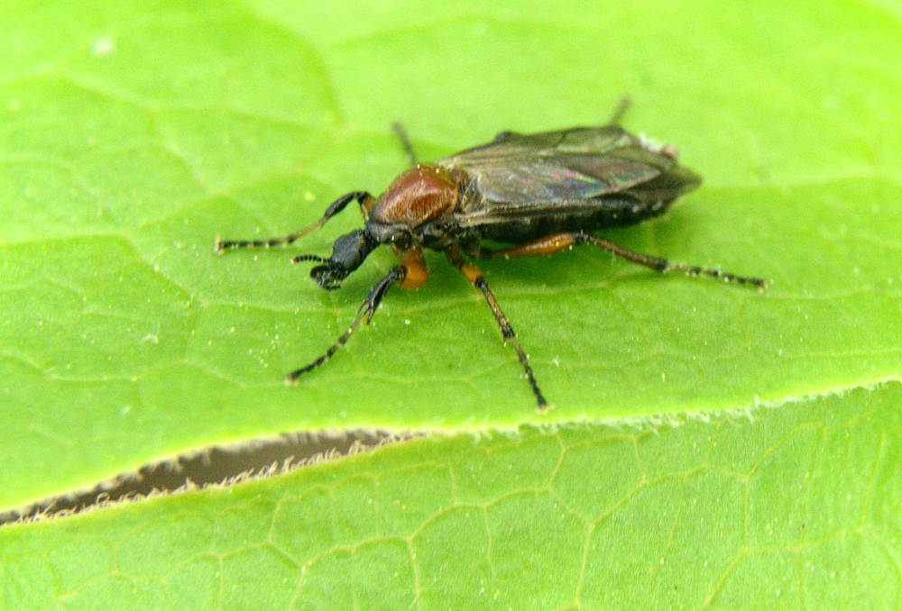 Bibio articulatus from Van Patten Woods FP, Lake County, IL, USA on May ...