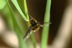 Bombylius fulvibasoides