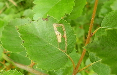 Stigmella confusella