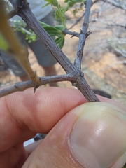 Vangueria triflora