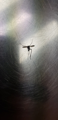 Aedes koreicus