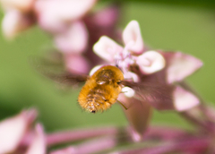 Bombylius fulvibasoides
