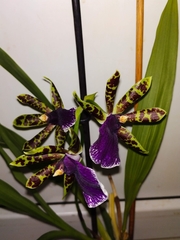 Zygopetalum