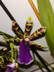Zygopetalum