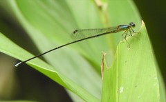 Minagrion mecistogastrum