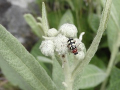 Enoclerus triplagiatus