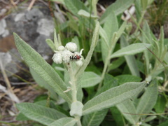 Enoclerus triplagiatus