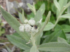 Enoclerus triplagiatus