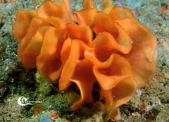 Pentapora foliacea