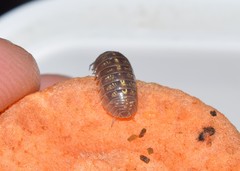 Armadillidium vulgare