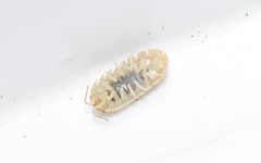Armadillidium marmoratum