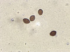 Coprinopsis depressiceps