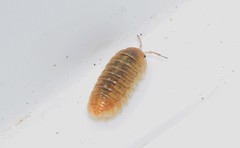 Armadillidium marmoratum