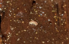 Buchnerillo litoralis