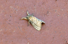 Dasychira atrivenosa