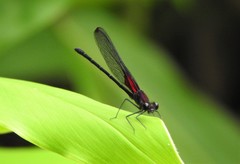 Hetaerina rosea