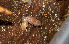 Armadilloniscus ellipticus