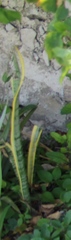 Sansevieria zeylanica